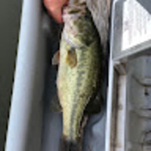 Meet your Posher, Rhett